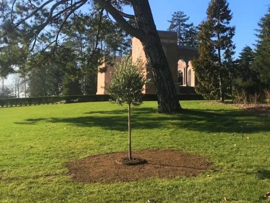 Olive tree at Oise-Aisne American Cemetery