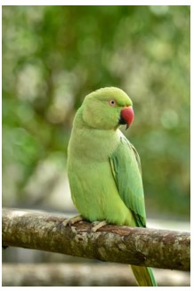Picture of a rose-ringed parakeet. Credits: Pexels.com.