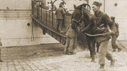 Horses debark from a transport ship at Bordeaux. Almost 68,000 horses and mules were shipped from the United States to the AEF.