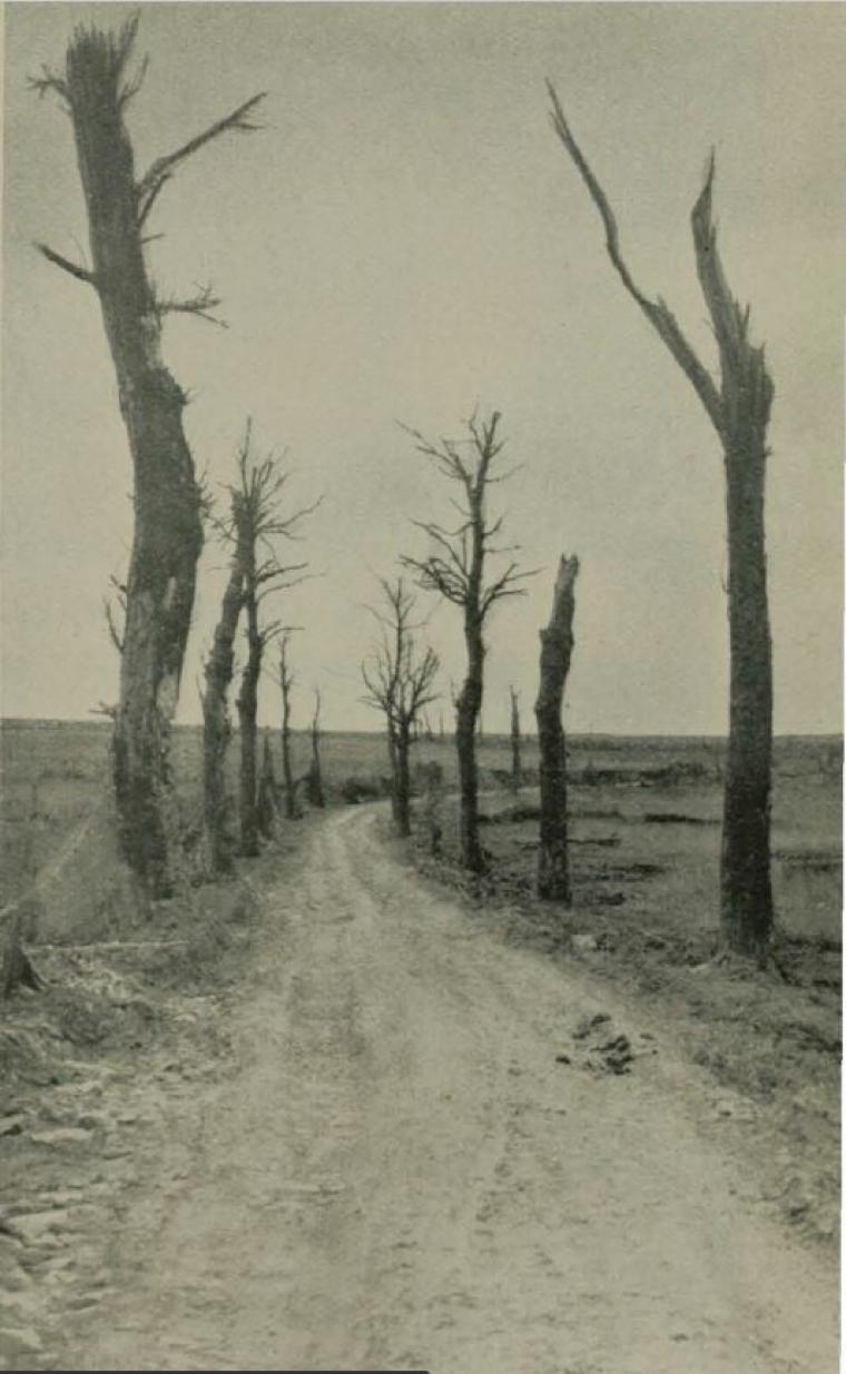 Historic image showing a desolate road with a few barren trees. 