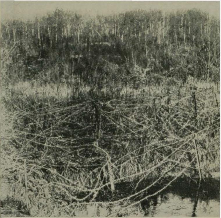 Historic image showing barbed wire in the Argonne Forest. 