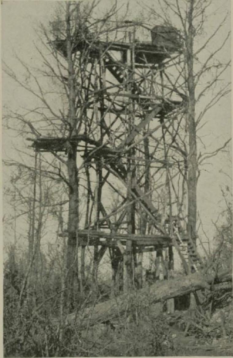 Historic image showing a German observation post high amongst the trees.